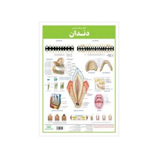 کالبدشناسی دندان انتشارات اندیشه کهن