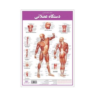 کالبدشناسی دستگاه  عضلانی انتشارات اندیشه کهن