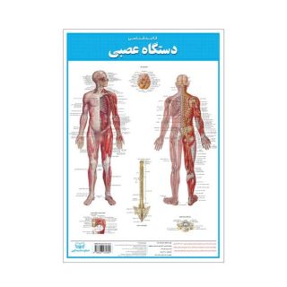 کالبدشناسی دستگاه  عصبی انتشارات اندیشه کهن
