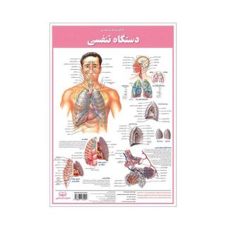 کالبدشناسی دستگاه  تنفسی انتشارات اندیشه کهن