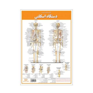 کالبدشناسی دستگاه  اسکلتی انتشارات اندیشه کهن