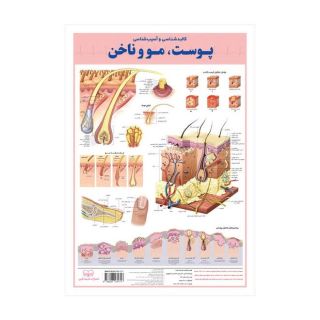 کالبدشناسی پوست ، مو  و ناخن انتشارات اندیشه کهن