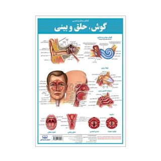 کالبدشناسی گوش،حلق  و بینی انتشارات اندیشه کهن