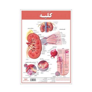 کالبدشناسی کلیه انتشارات اندیشه کهن